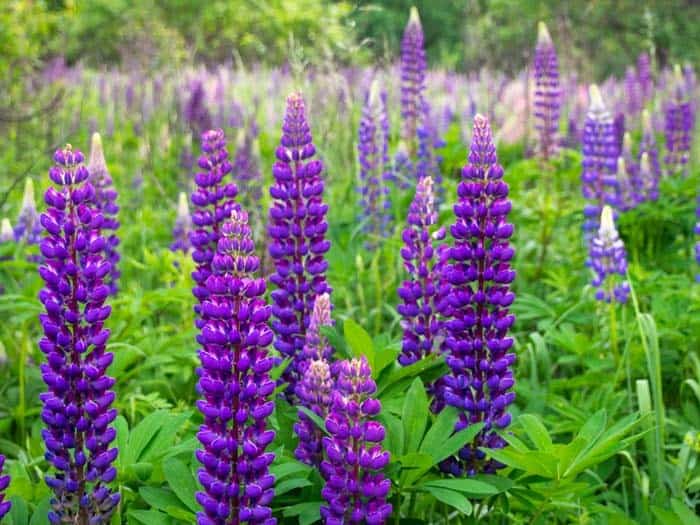 Blue Lupine