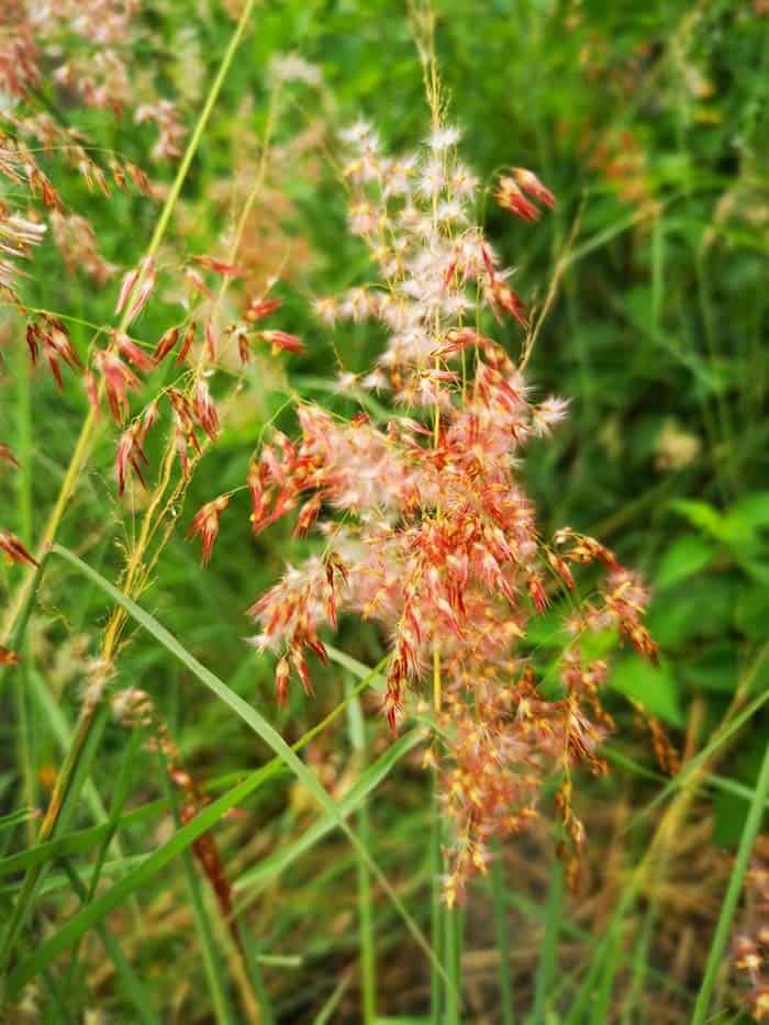 Small Flowers, Plants, Grasses