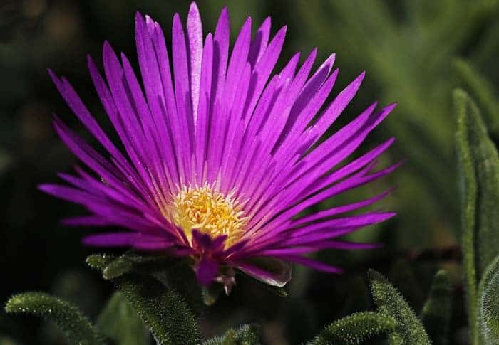 Ice Plant