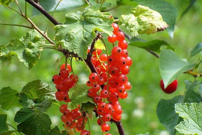 Alpine Currant