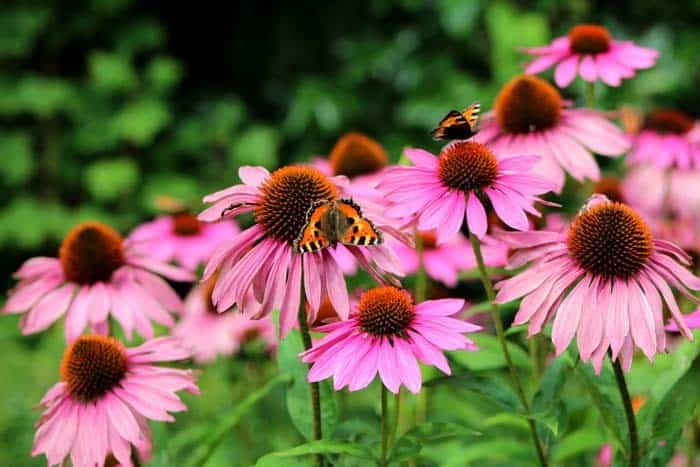 Coneflowers (Echinacea)