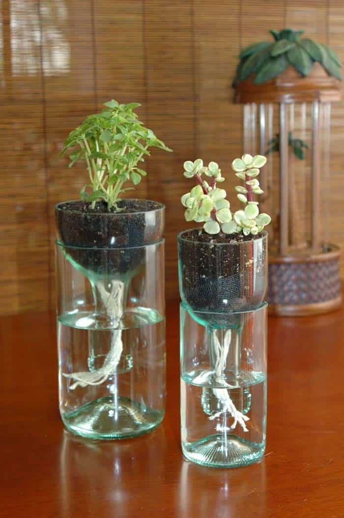 Transform Wine bottles into Modern Planters