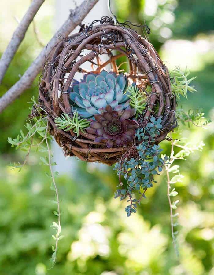 Make a Bird’s Nest Hanging Planter with Grapevines