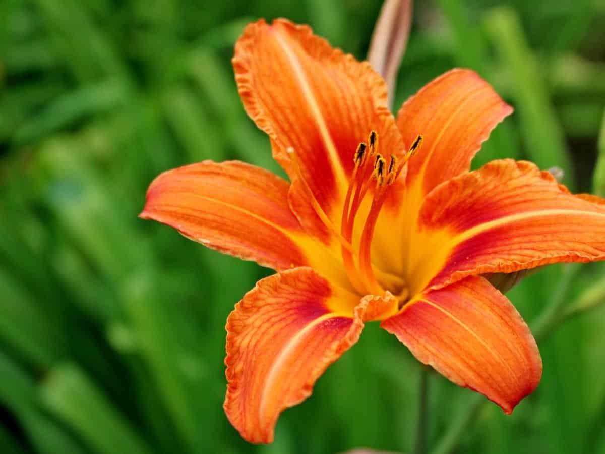 Daylily