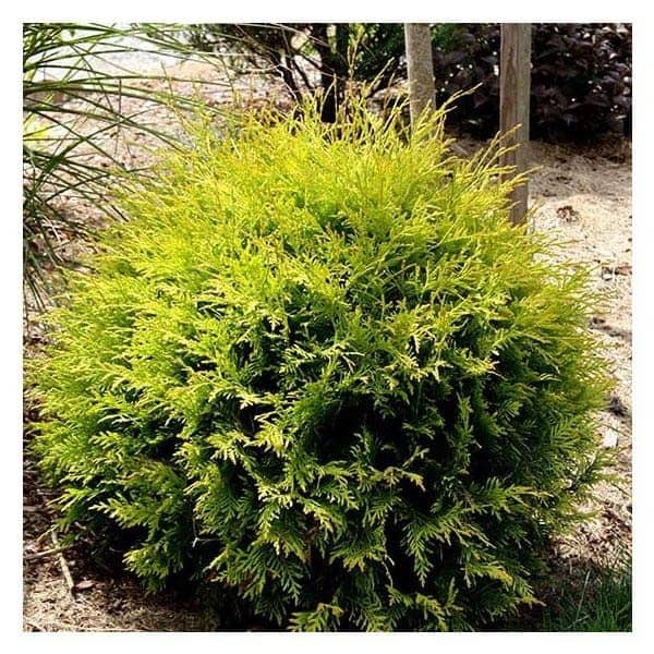 Golden Globe Arborvitae