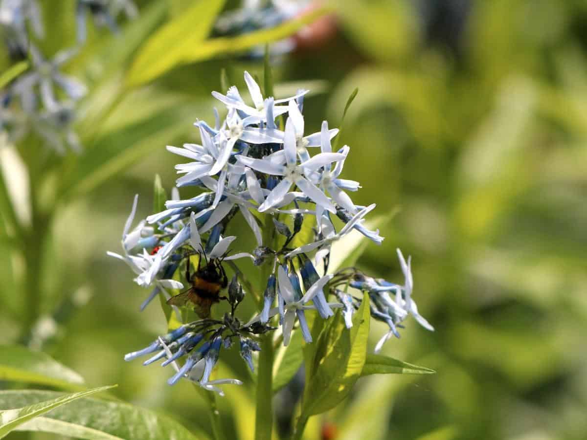 Arkansas Blue Star