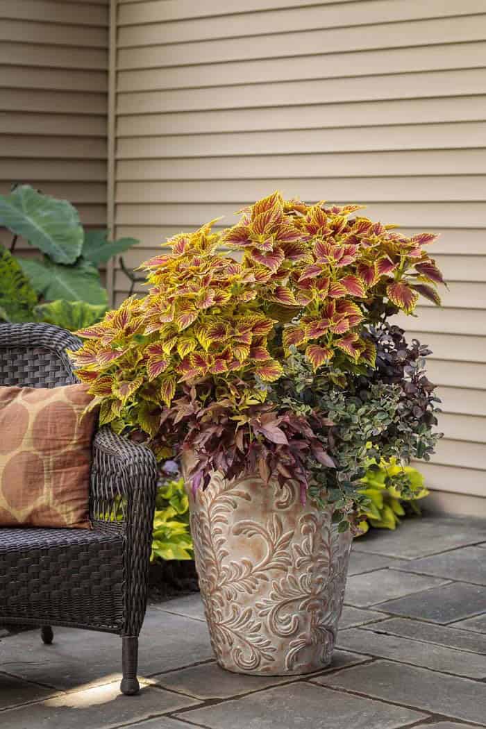 Coleus