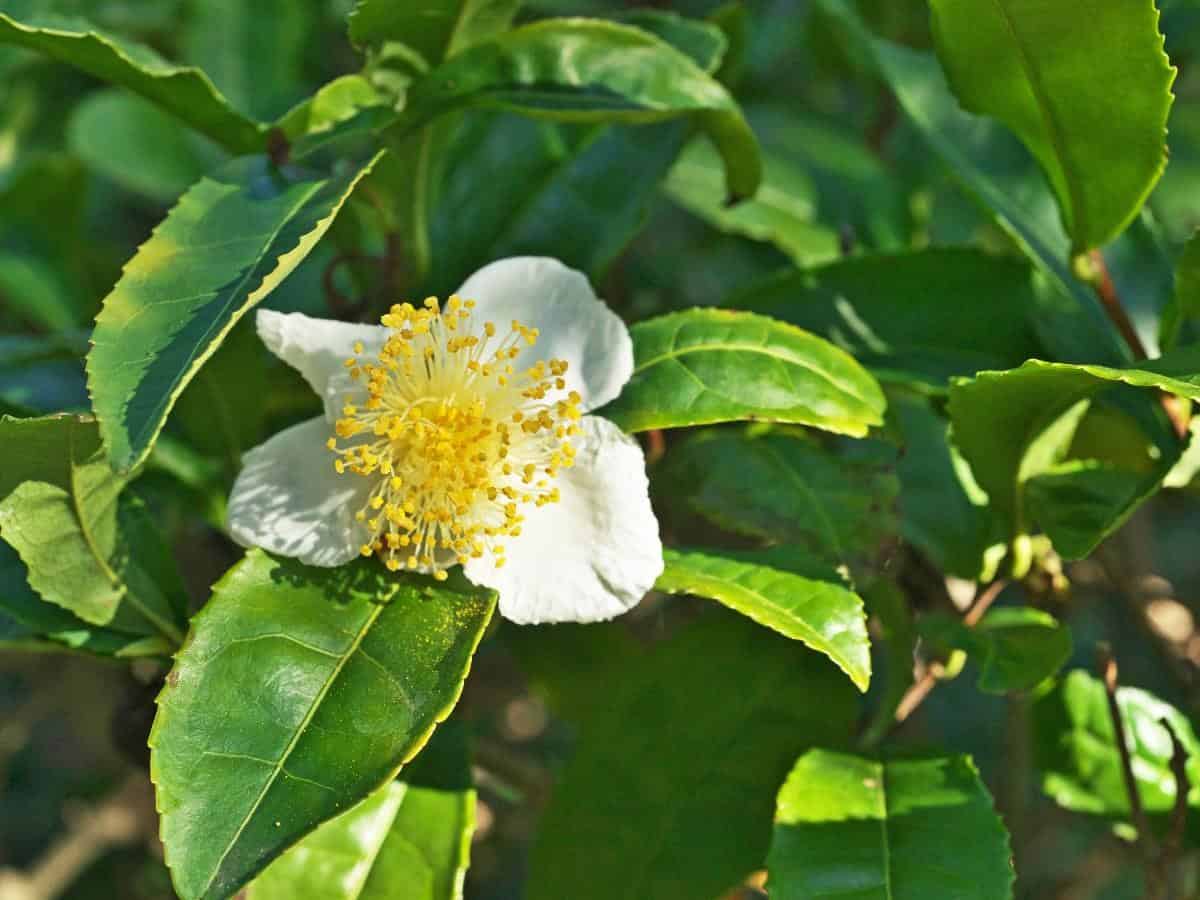 Camellia