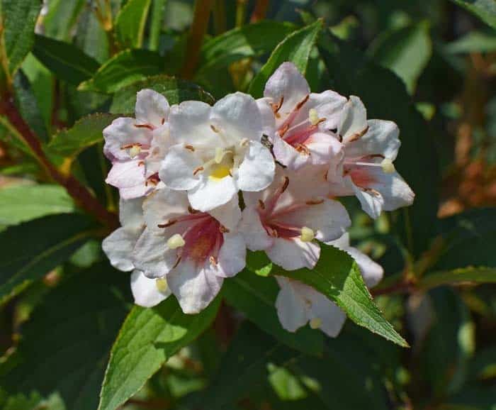 Glossy Abelia