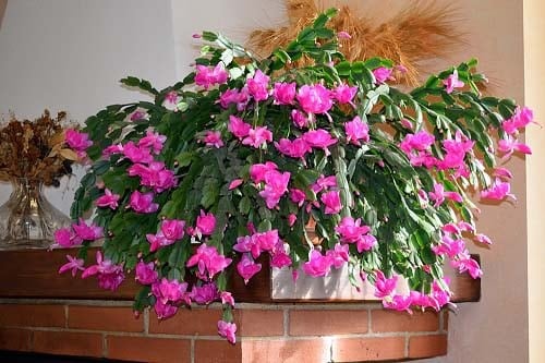 Easter Cactus