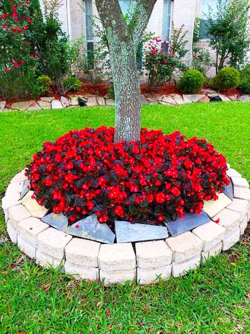 Begonia Tree Ring