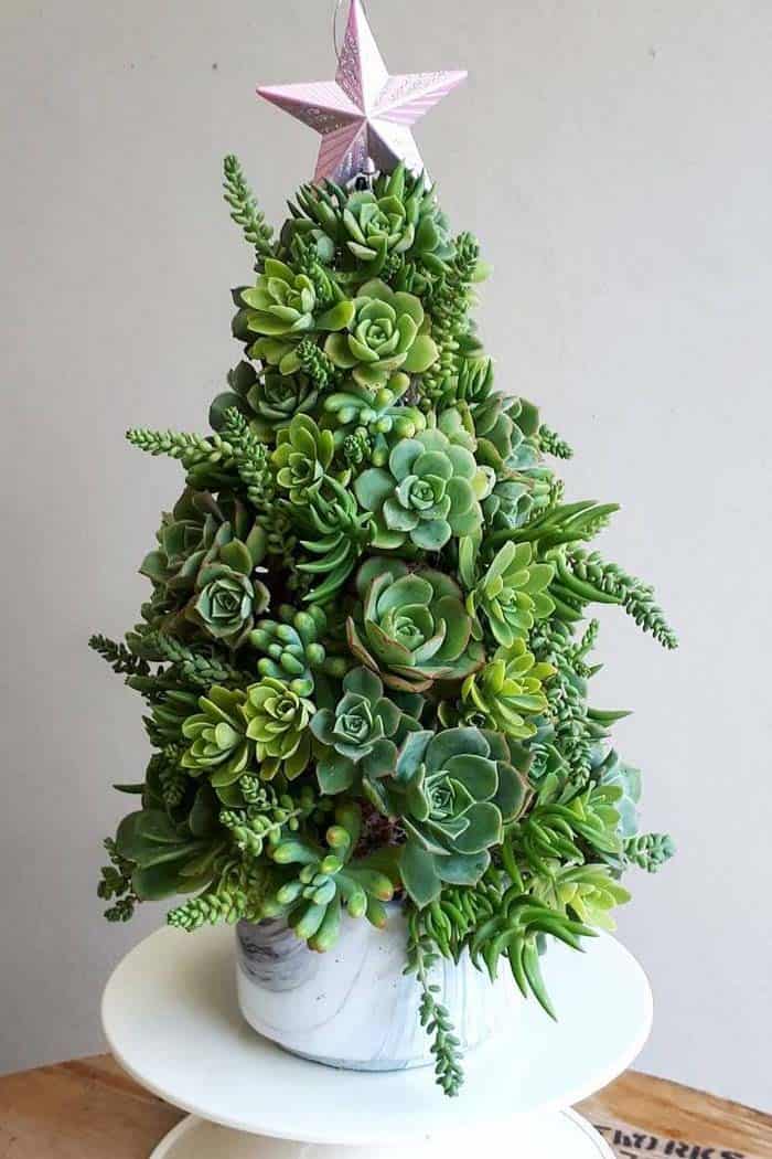 Tree Shaped Succulent Arrangement