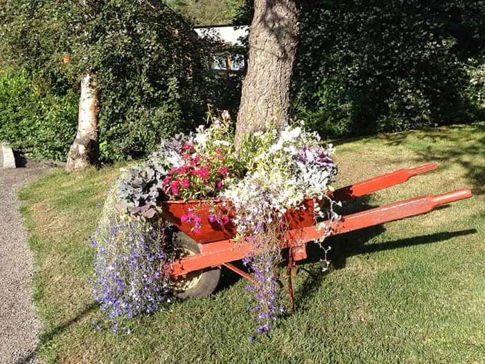 Reddish Orange Wheelbarrow Holds Trailing Flowers