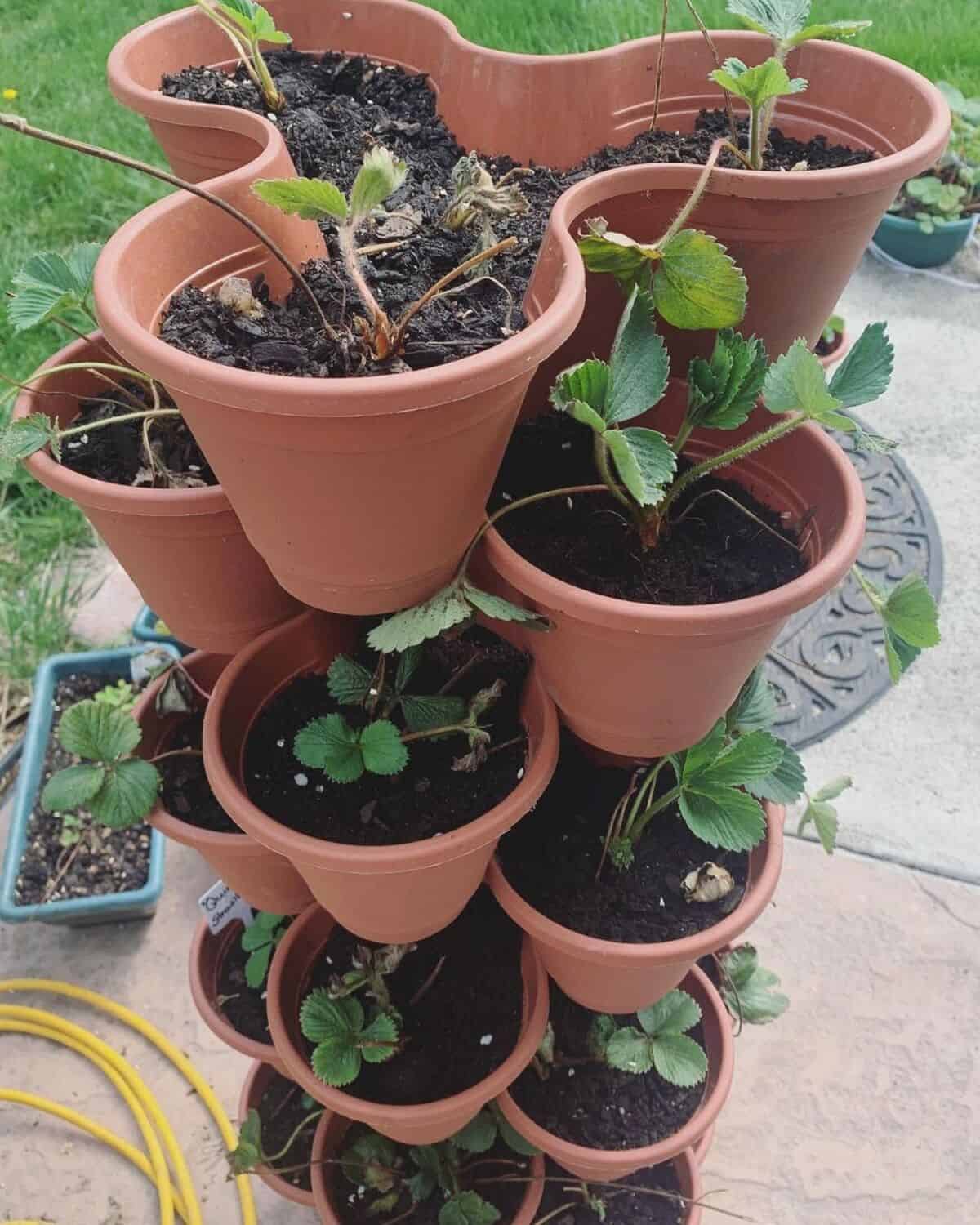 Strawberry Tower