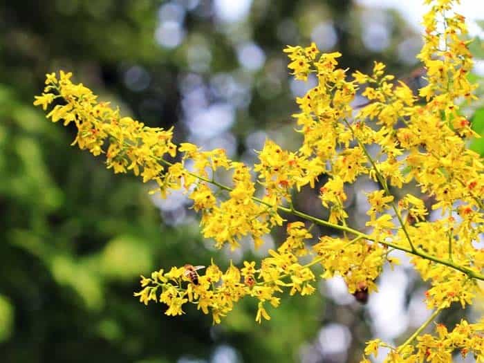 Goldenrain Tree