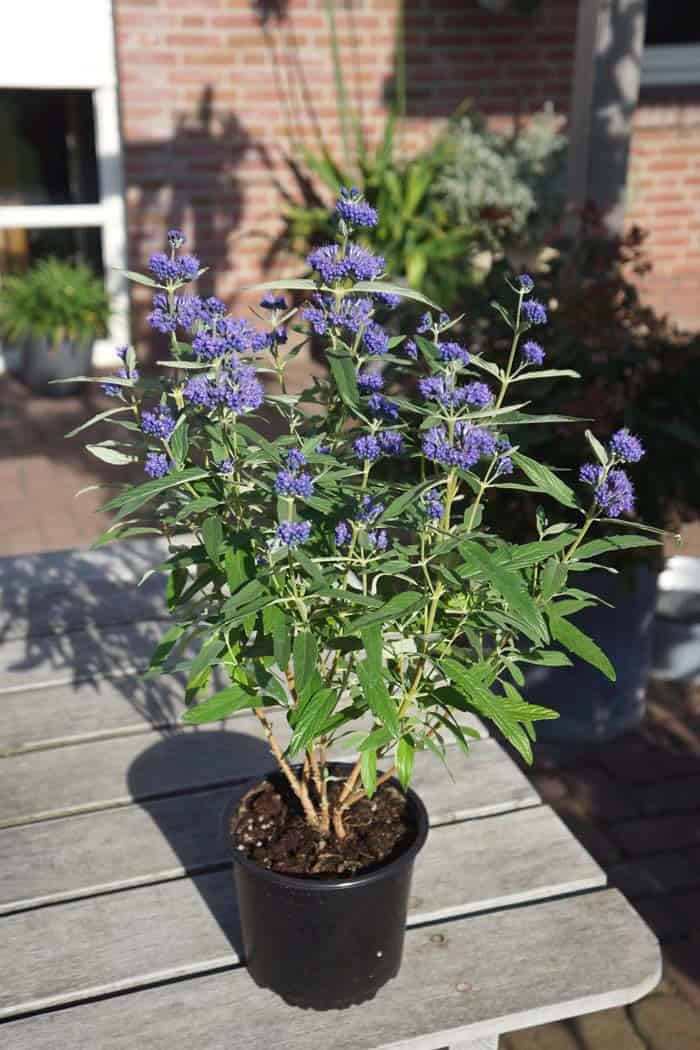 Caryopteris