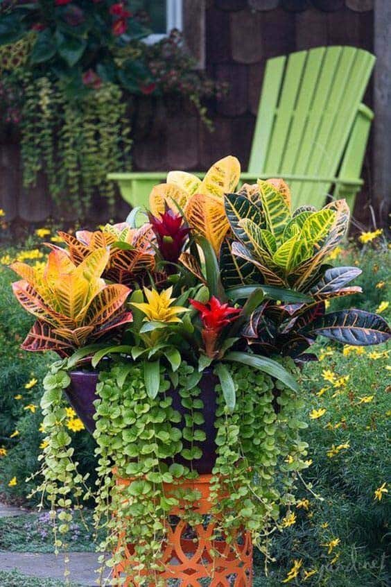 Add Crotons With Bromeliads