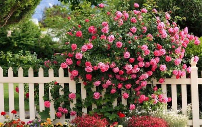 Blossoming Fence Bush