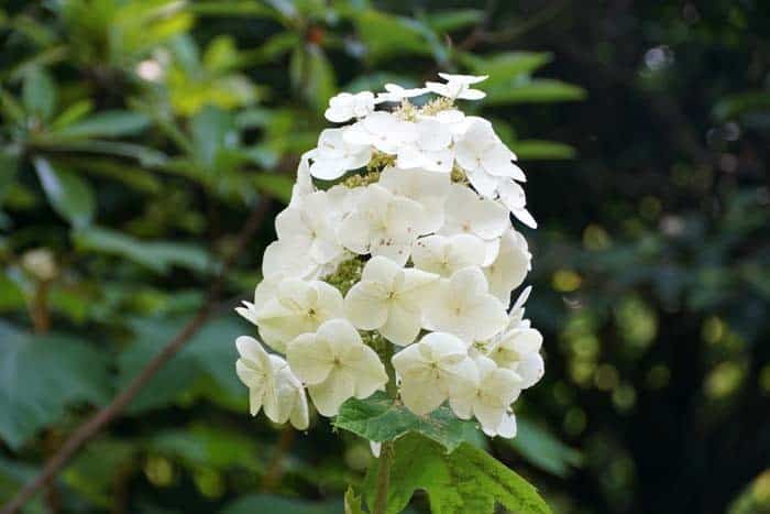 Oakleaf Hydrangea