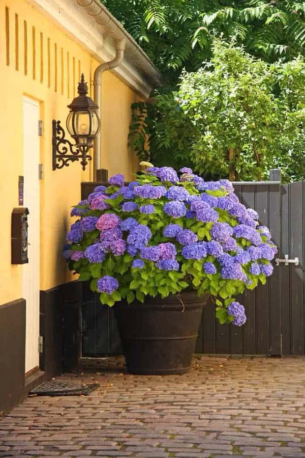 Hydrangea