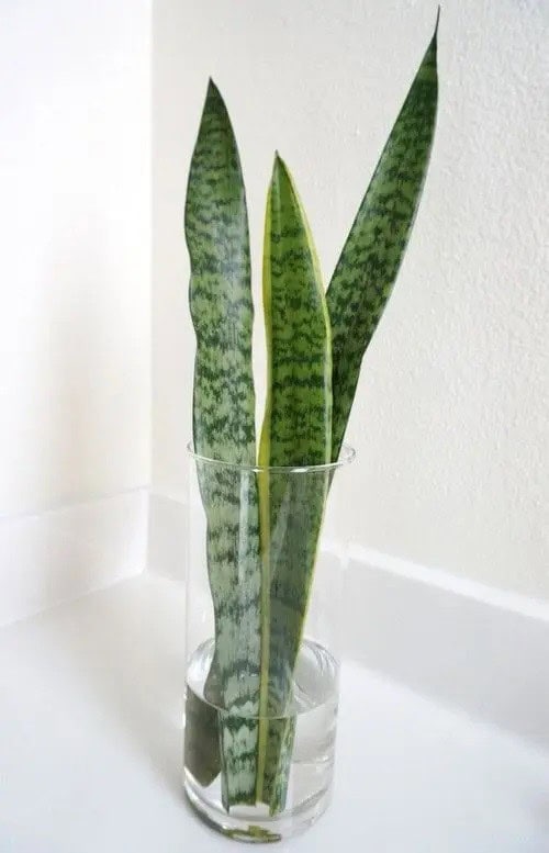 Snake Plant