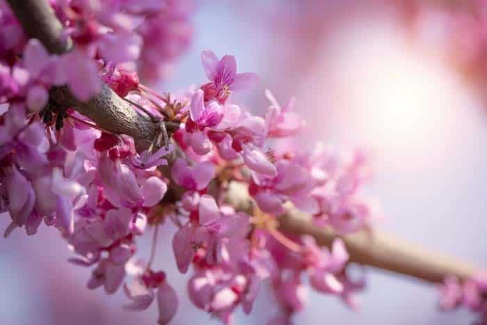 Eastern Redbud