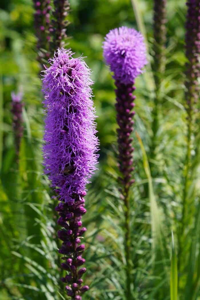 Blazing Stars (Ajuga)