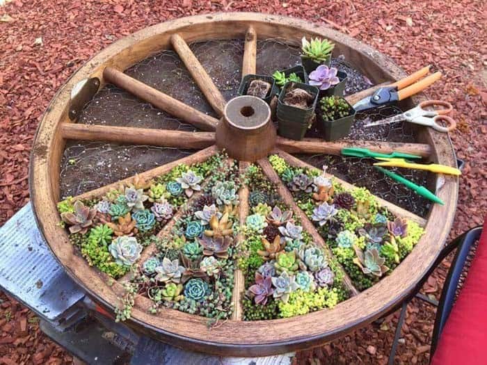 Colorful Succulent Wagon Wheel Planter