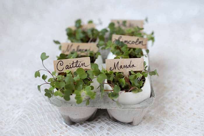 Use Egg Shell Planter as Name Card Holders