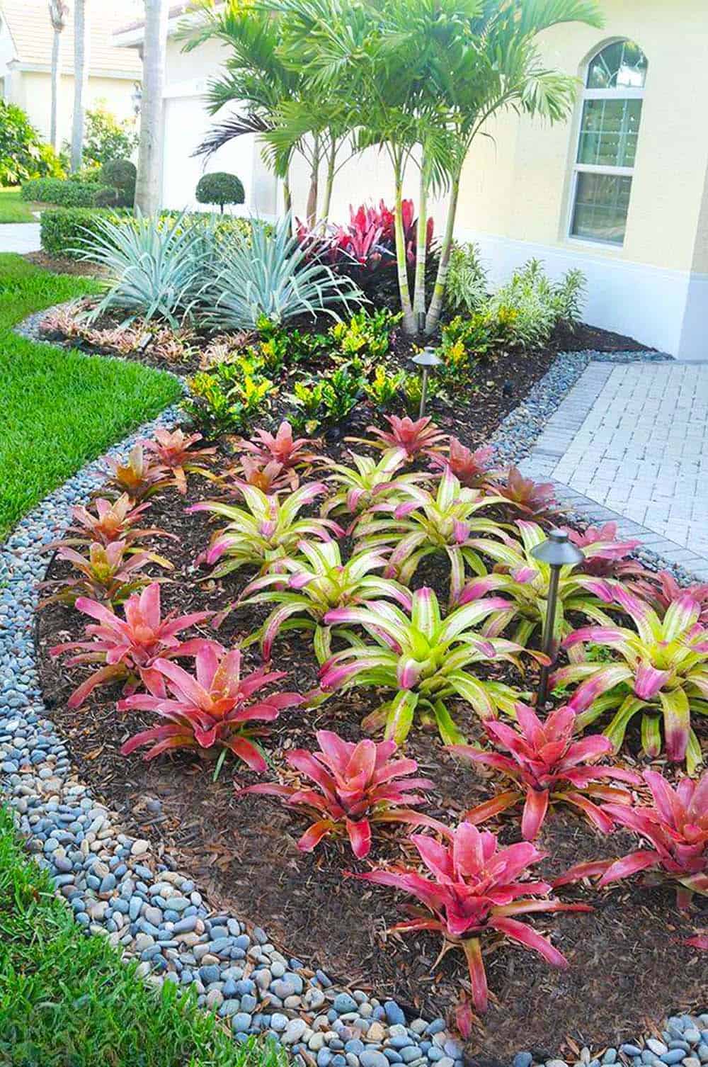 Vibrant Bromeliad Display