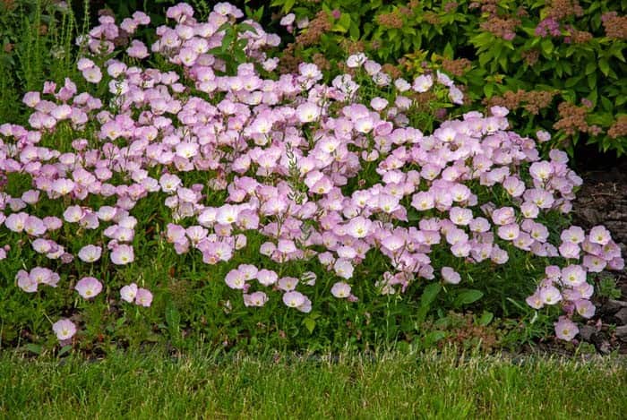 Pink Evening Primrose Flowers Garden