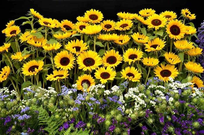 Add Height With Mini Sunflower Bunches