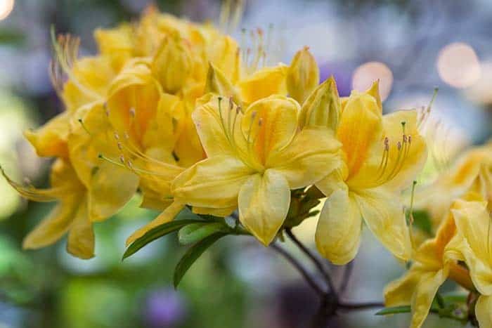 Golden Oriole Azalea (Rhododendron ‘Golden Oriole’)