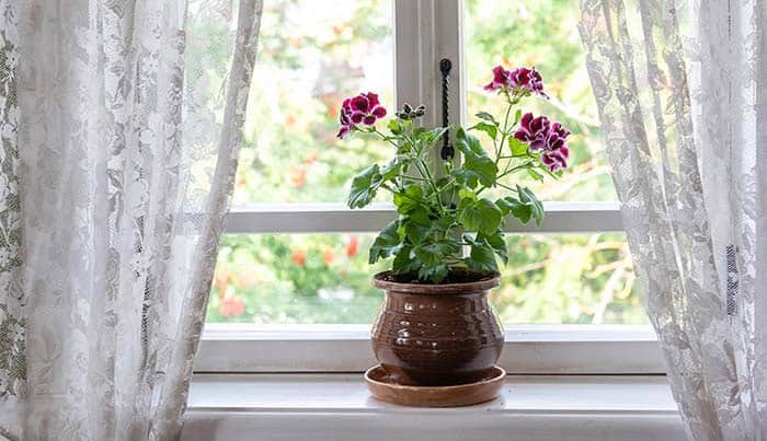 Keep Your Geraniums Alive All Year Long