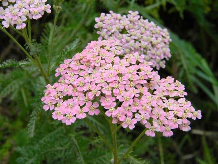 Yarrow