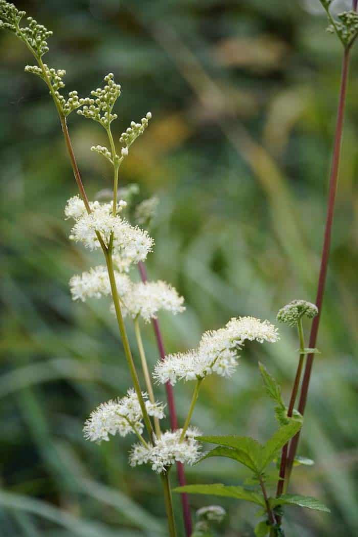 Meadow Sweet