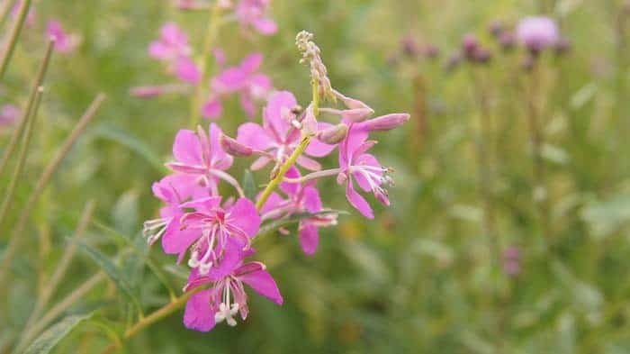 Willow Herb