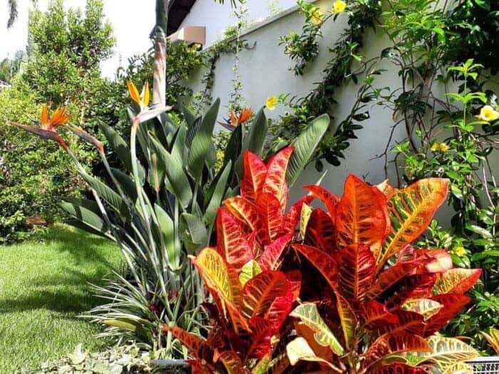 Grow Crotons Near the Wall