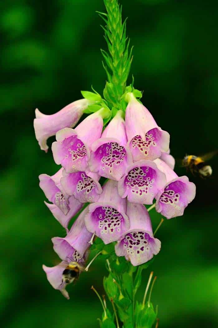 Foxglove (Digitalis purpurea)