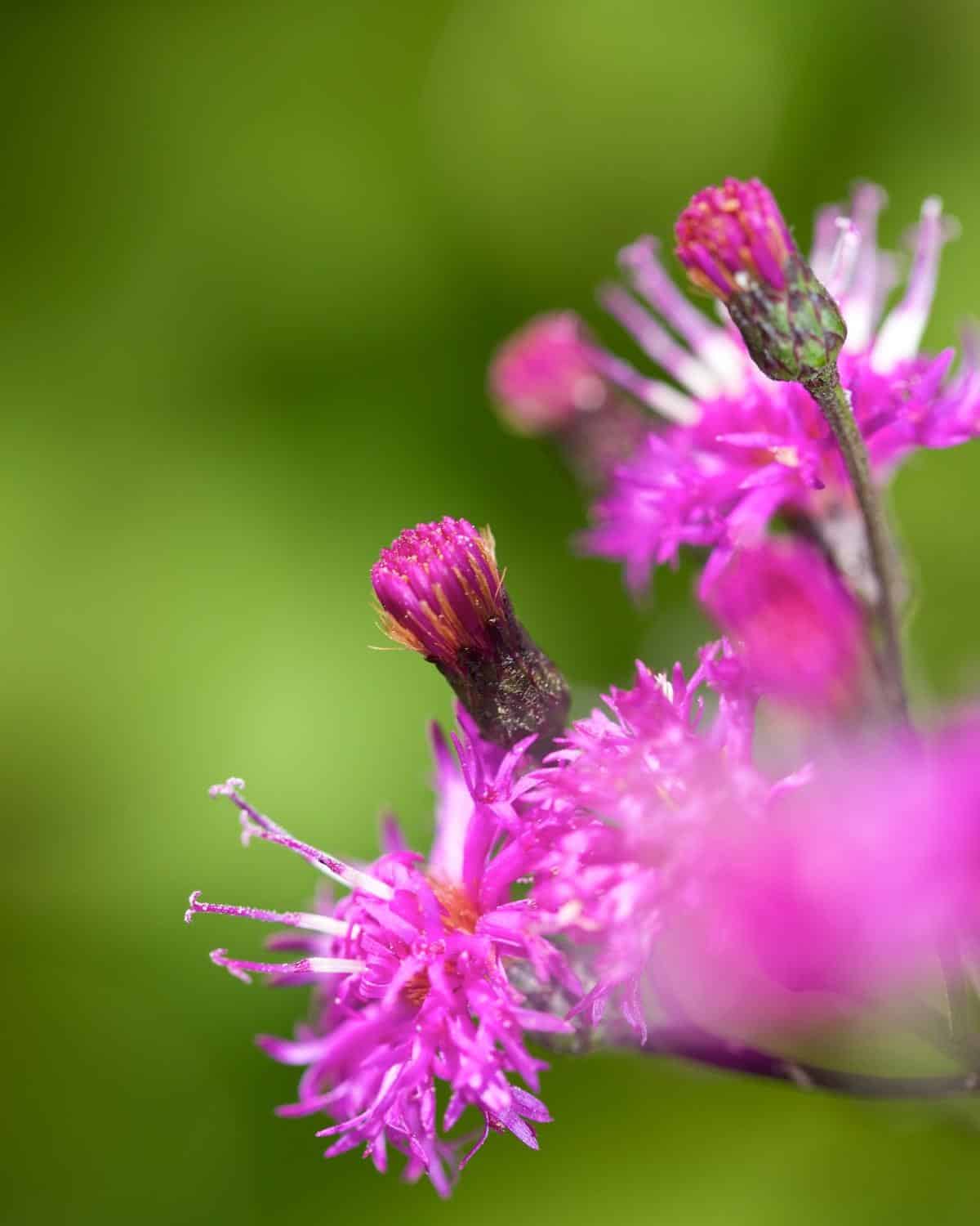 New York Ironweed