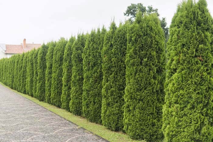 Plant A Stand of Arborvitae