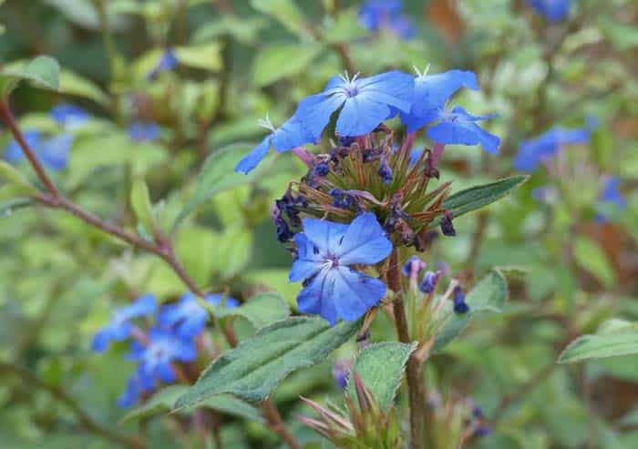 Leadwort (Ceratostigma plumbaginoides)