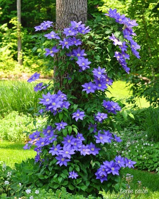 Decorate Your Garden with Purple Clematis