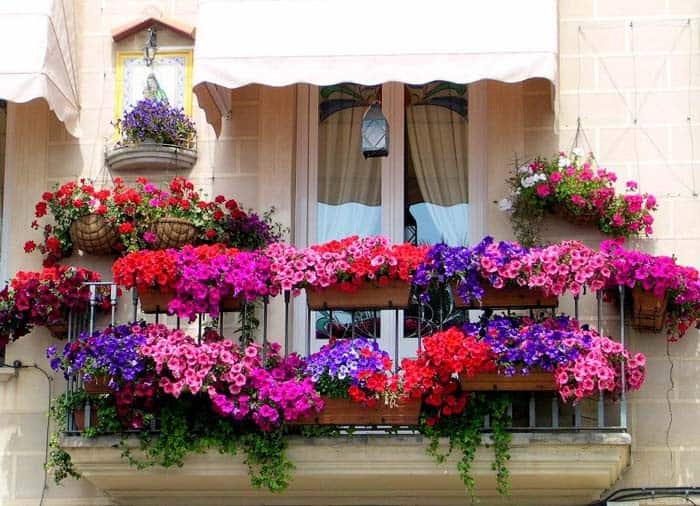 Embellish Your Windows with Vibrant Petunias Planters