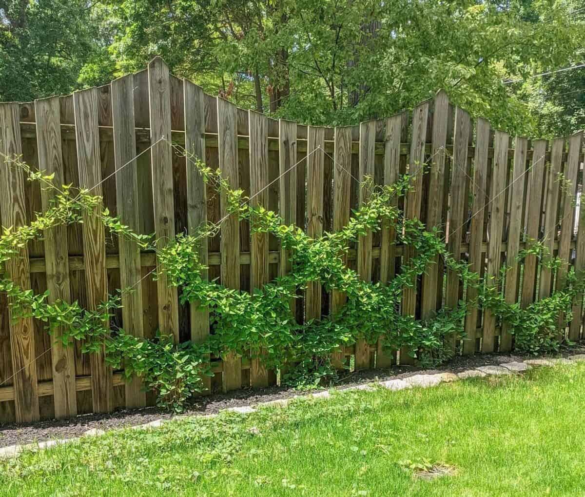 Twine Trellis Idea