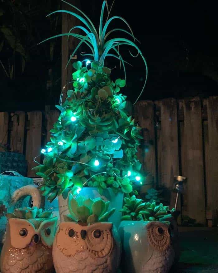 Magical Atmosphere with Succulents and Fairy Lights