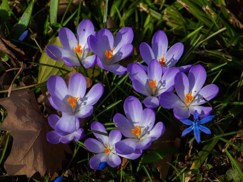 Saffron Crocus