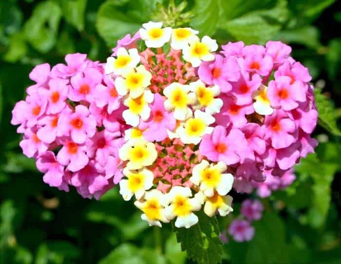 Lantana Camara