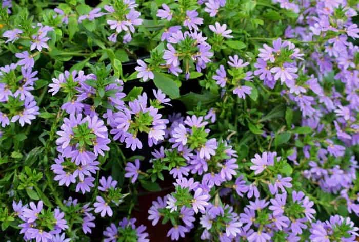 Fan Flower ( Scaevola )