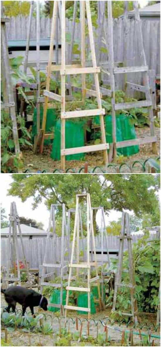 Easy Ladder Style Tomato Cage